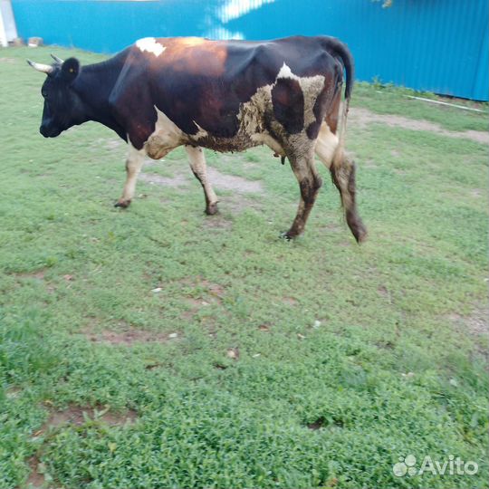 Коровы дойные молочные