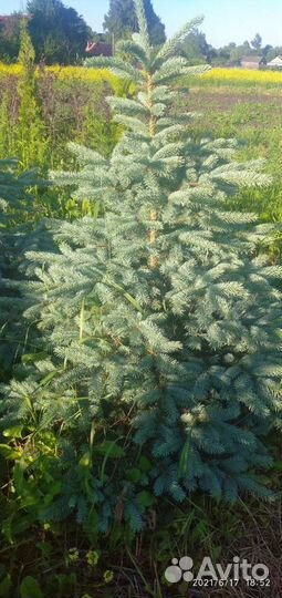 Ель колючая голубая