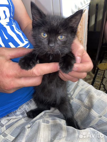 Отдам котят