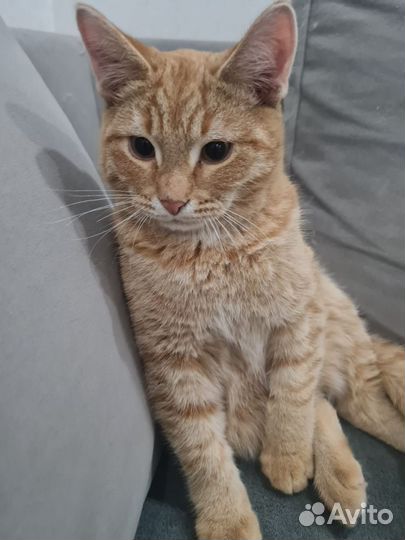 Рыжий котенок в добрые руки