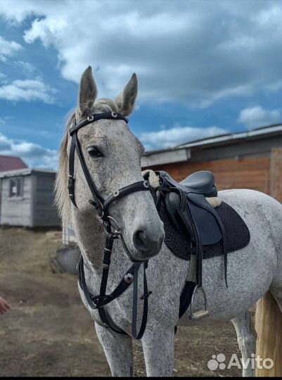 Уздечка plus подперсье