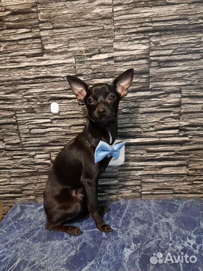 Вязка mini той-терьер