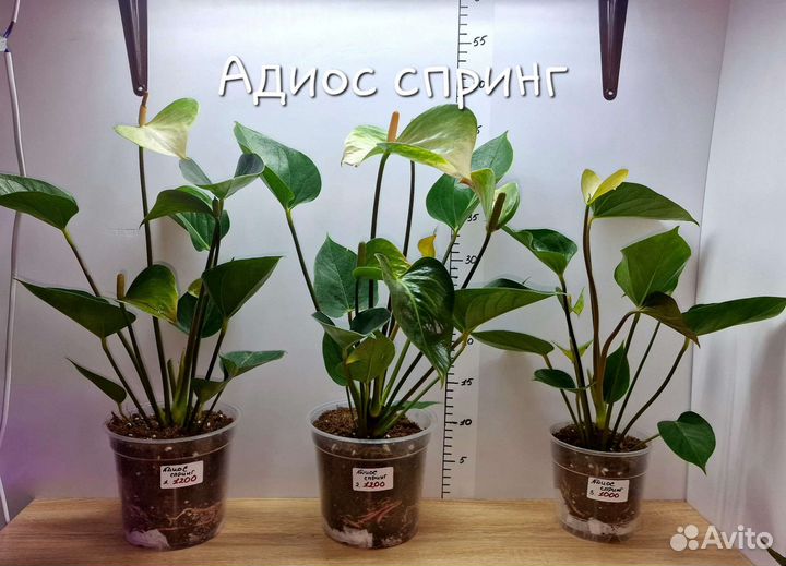 Антуриумы сортовые Белые, Мистик, Ливиум ред