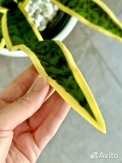 Искусственные растения, искусственная зелень