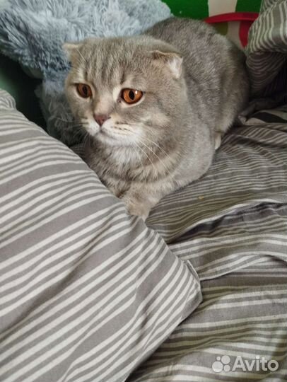 Шотландский вислоухий кот вязка