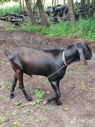 Нубийские козы и козел Камори, козлята