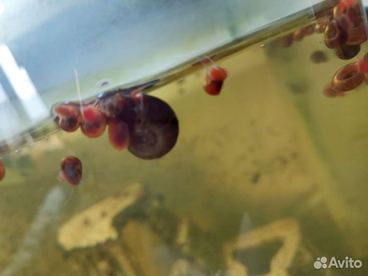 Улитки аквариумные катушки