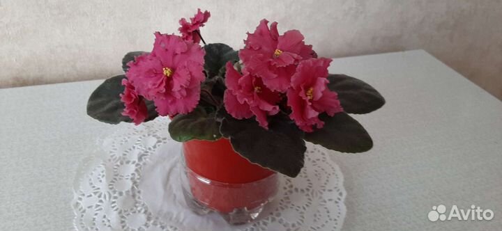 Цветущие фиалки