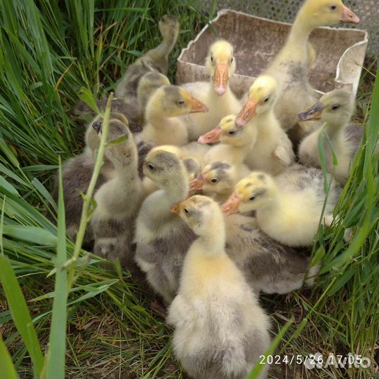 Гусята подрощенные