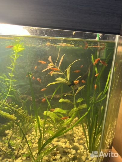 Мальки меченосцев