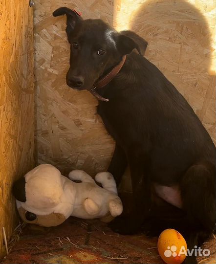 Прекрасная собака в добрые руки
