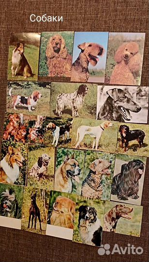 Открытки 60-90-х Поздравительные Собаки Машины