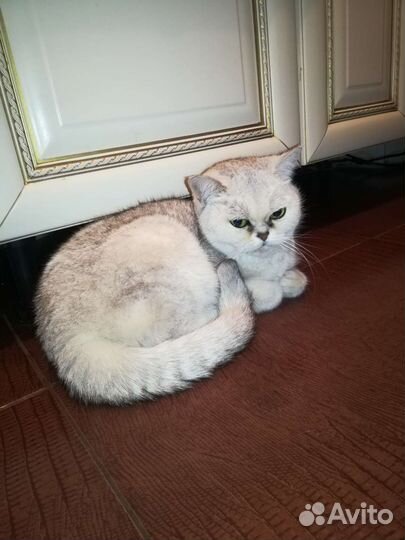 Кошка фолдекс