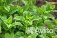 Молодая мята