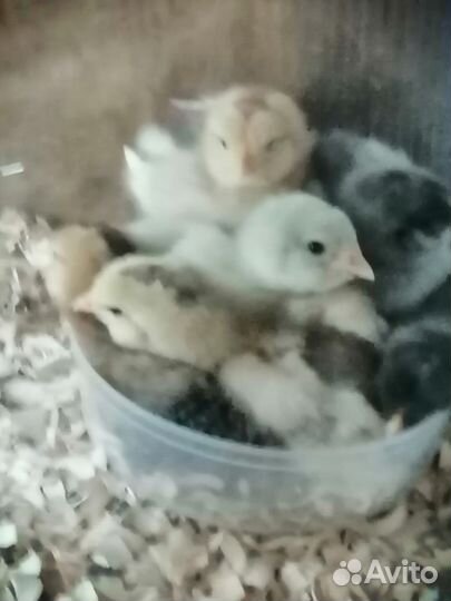 Цыплята амераукана