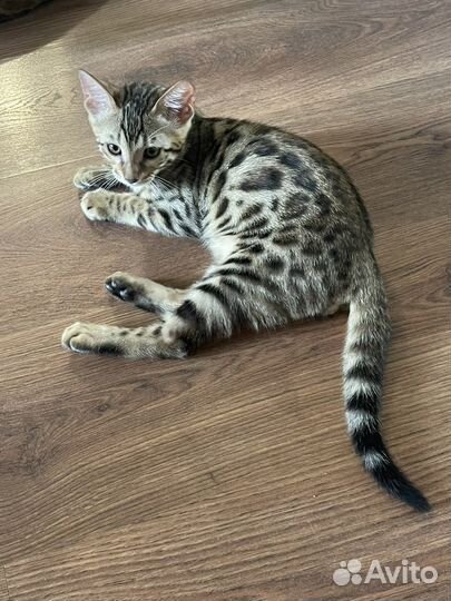 Бенгальская леопардовый кот