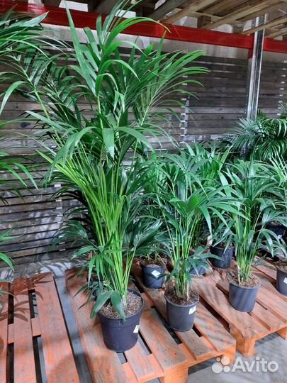 Пальмы для офиса