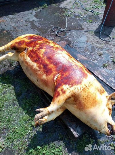 Мясо свинина домашняя