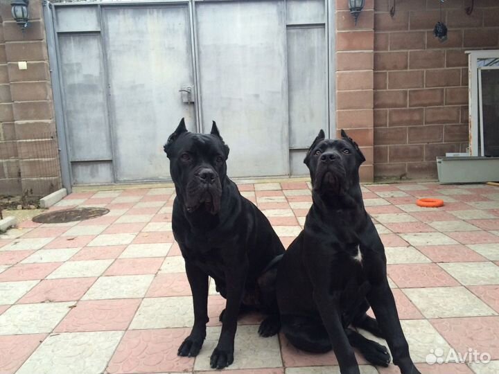 Гостиница для собак