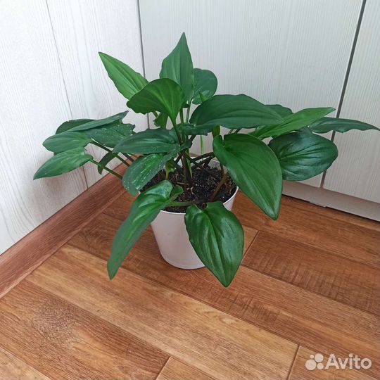 Дримиопсис