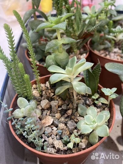 Суккуленты набор