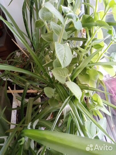 Фикус, дерево комнатное