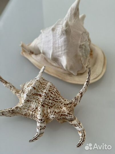 Морские ракушки раковины