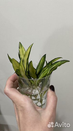 Хойя кентиана вариегатная