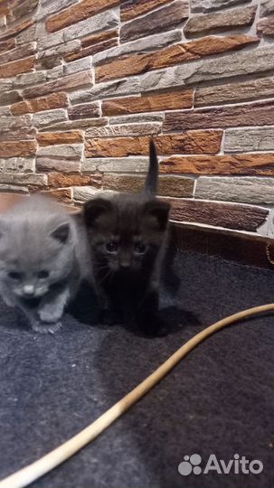 Котята