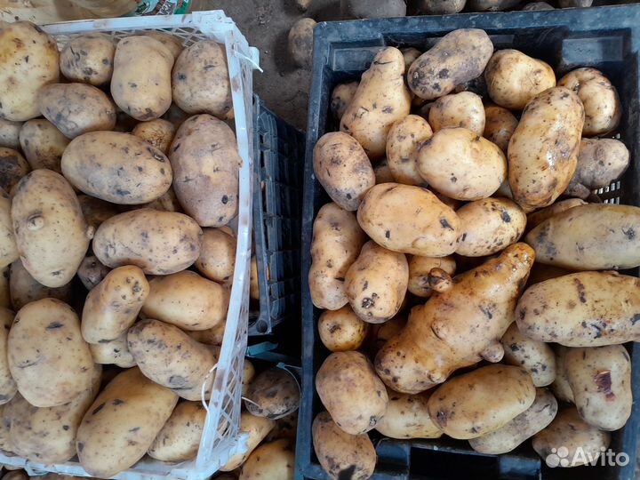 Лук, свёкла, капуста,картофель,морковь