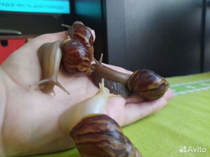 Улитки ахатины, бесплатно