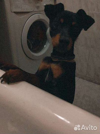 Передержка животных (любых)