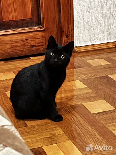 Котенок мальчик в добрые руки