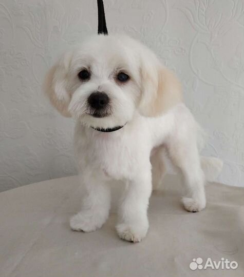 Стрижка, тримминг, экспресс-линька собак