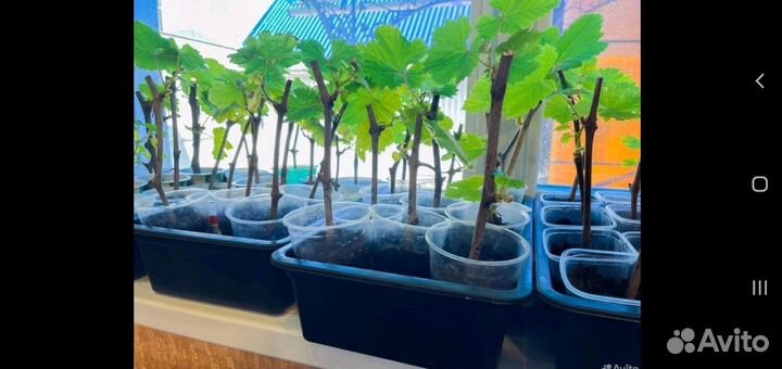 Саженцы винограда