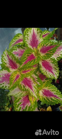 Колеусы вегетативные