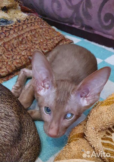 Ориентальные котята
