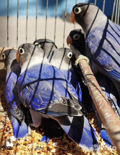 Неразлучники разных возрастов и окрасов