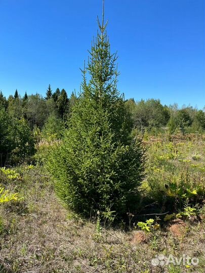 Ель живая оптом