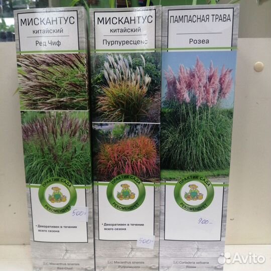 Пампасная трава, Мискантусы