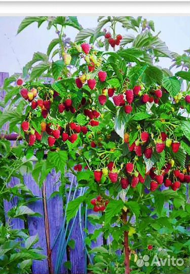 Малиновое дерево