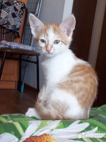 Котята, 2 месяца