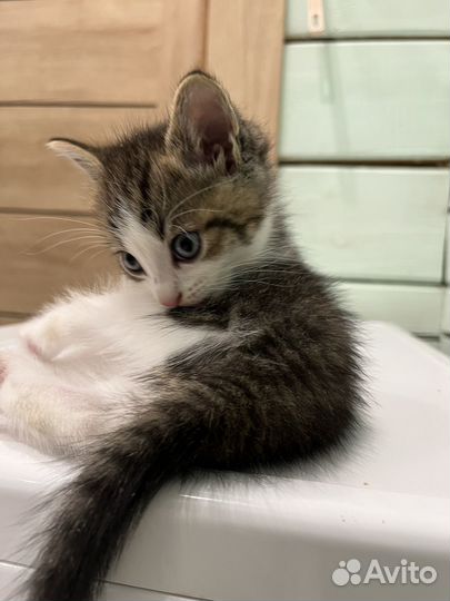 Кошка в дар