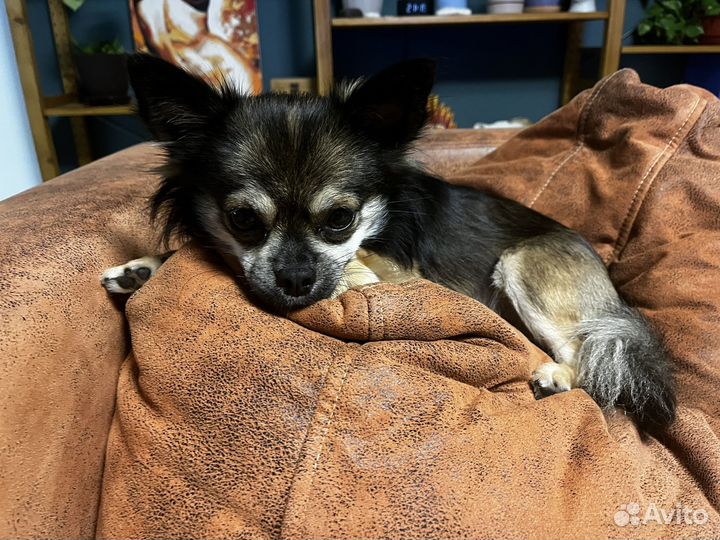 Случка чихуахуа