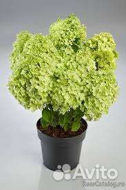 Низкорослые сорта гортензии