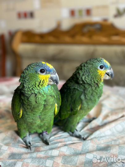 Венесуэльский амазон