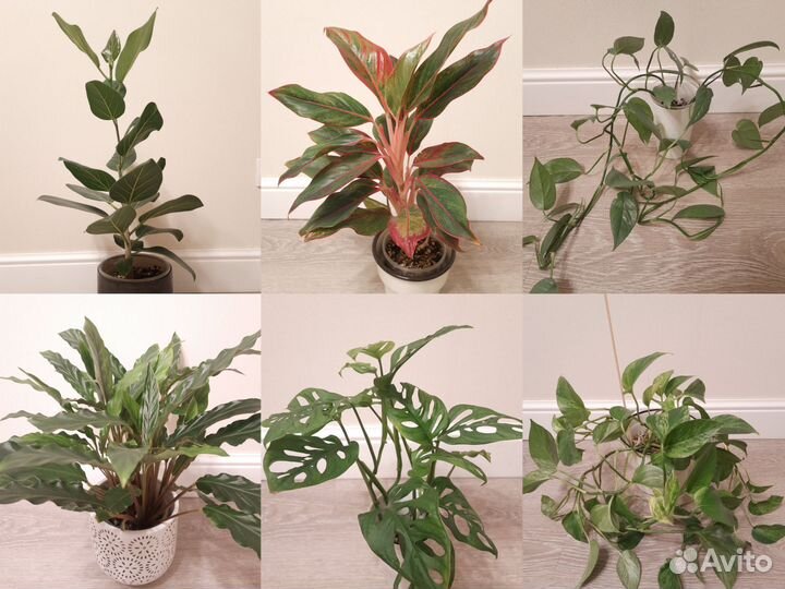 Маранта, Традесканция, Филодендрон, Калатея