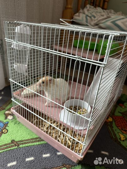 Песчанка