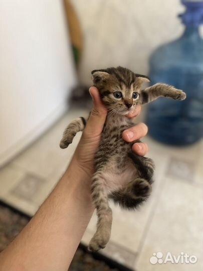 Котята красивые