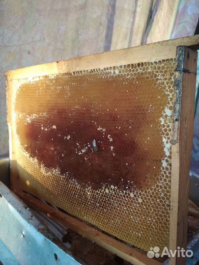 Свежий Мёд 2023 года с личной пасеки Курган и обл